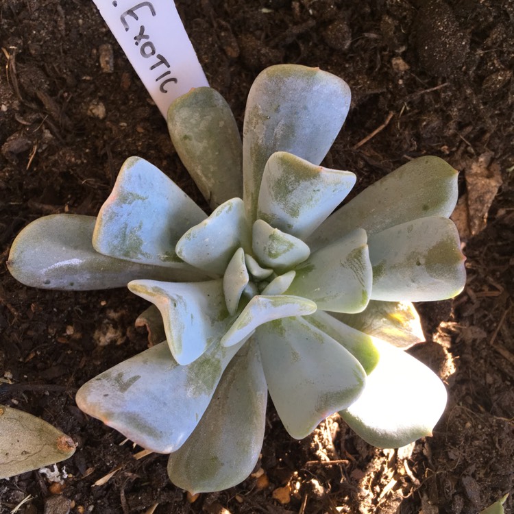 plant image 703244