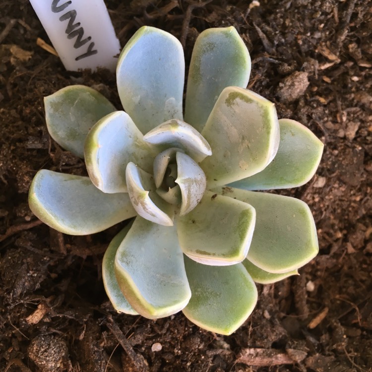 Echeveria Snow Bunny, Echeveria 'Snow Bunny' - uploaded by @Ourplantssucc