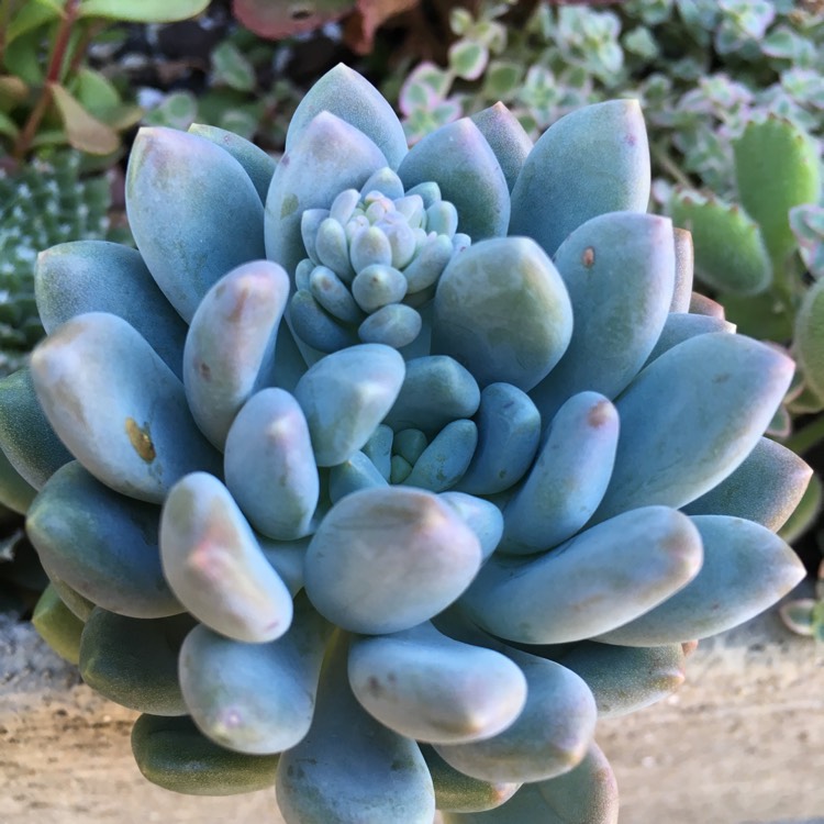 Plant image x Pachyveria Clavifolia