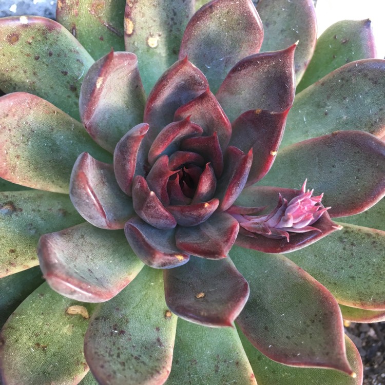 Plant image Echeveria Agavoides Blood Maria
