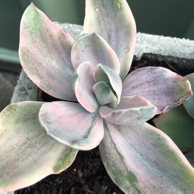 plant image 734301 plant image 734301