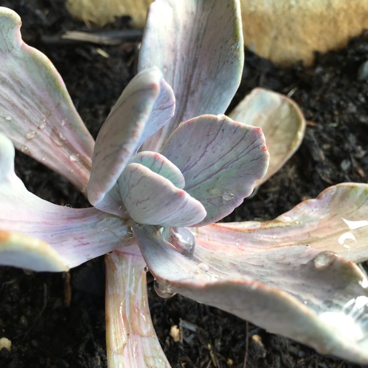 Plant image x Pachyveria Jocelyn's Joy