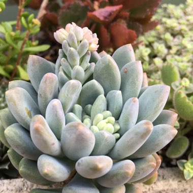 x Pachyveria Clavifolia