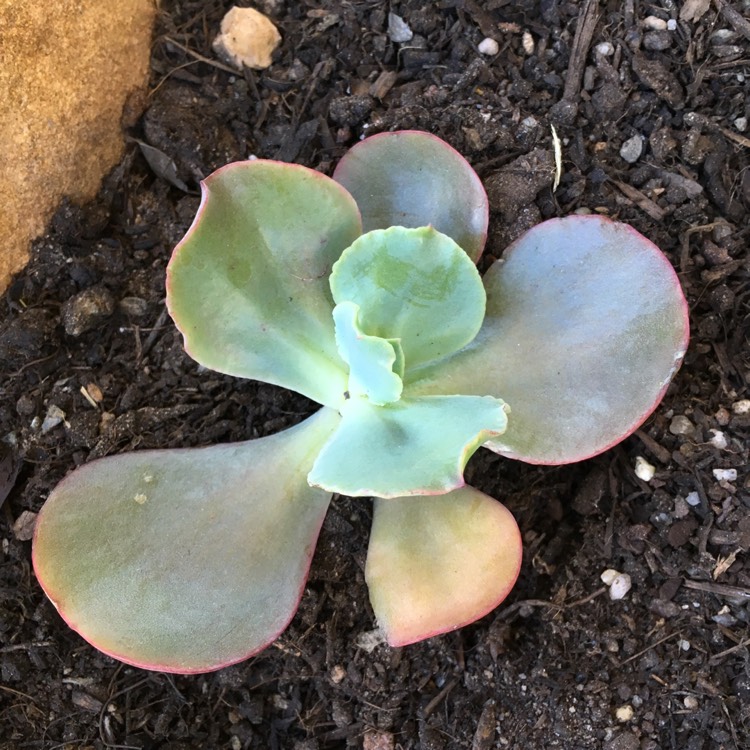 Plant image Echeveria Red Sails