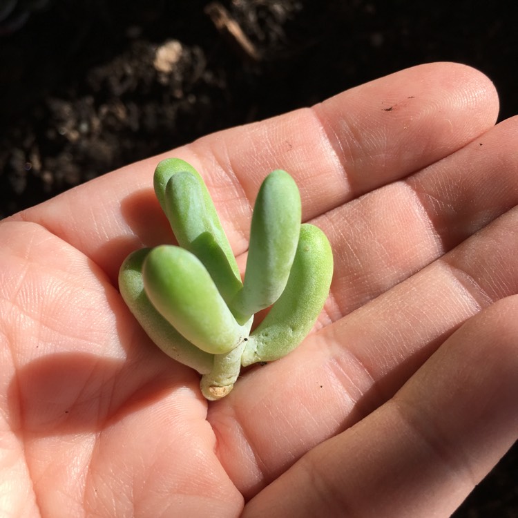 Plant image Sedum Allantoides Goldii