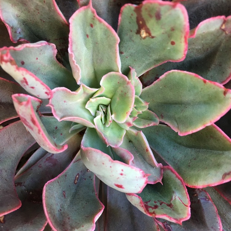 Plant image Echeveria Painted Frills