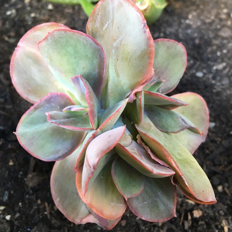 plant image 746352 plant image 746352