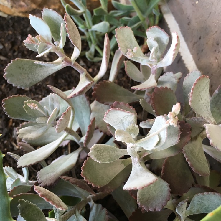 Plant image Kalanchoe Pumila