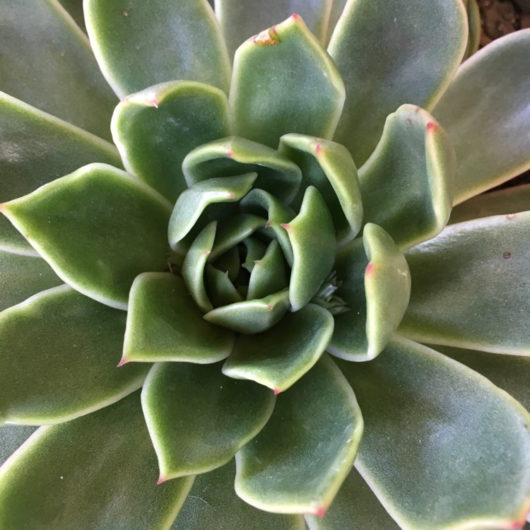 Plant image Echeveria Mira
