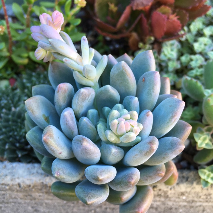 plant image 760888