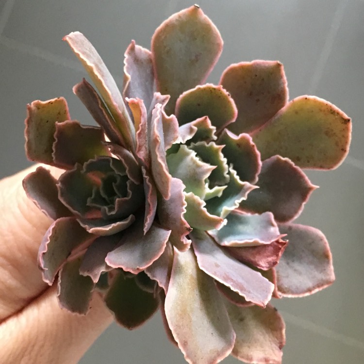 Plant image Echeveria Shaviana Pink Frills
