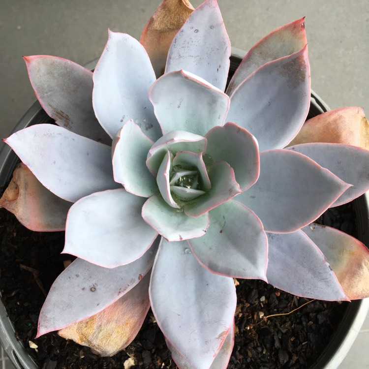plant image 763482 plant image 763482