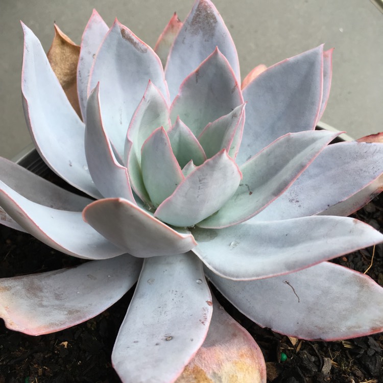 plant image 763484 plant image 763484