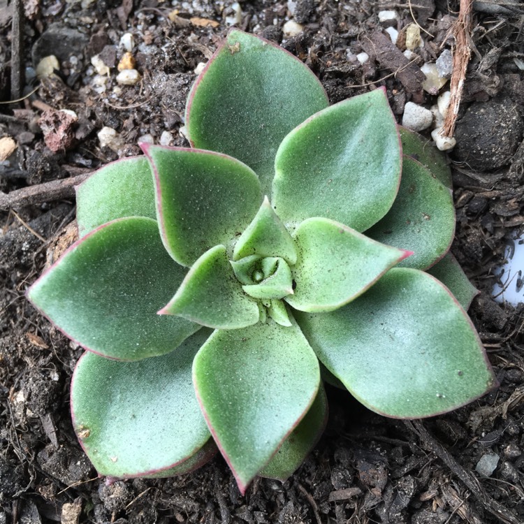 plant image 768920 plant image 768920