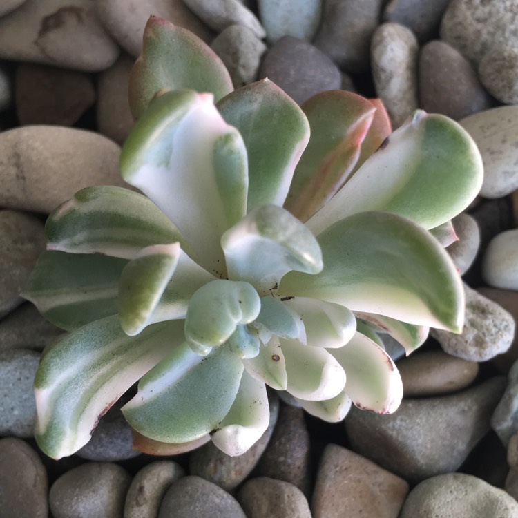plant image 776271 plant image 776271