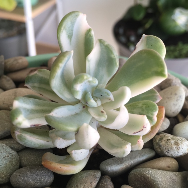 plant image 776272 plant image 776272