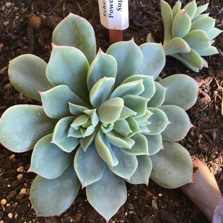 Plant image Echeveria Graessneri