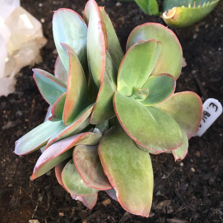 plant image 776332 plant image 776332