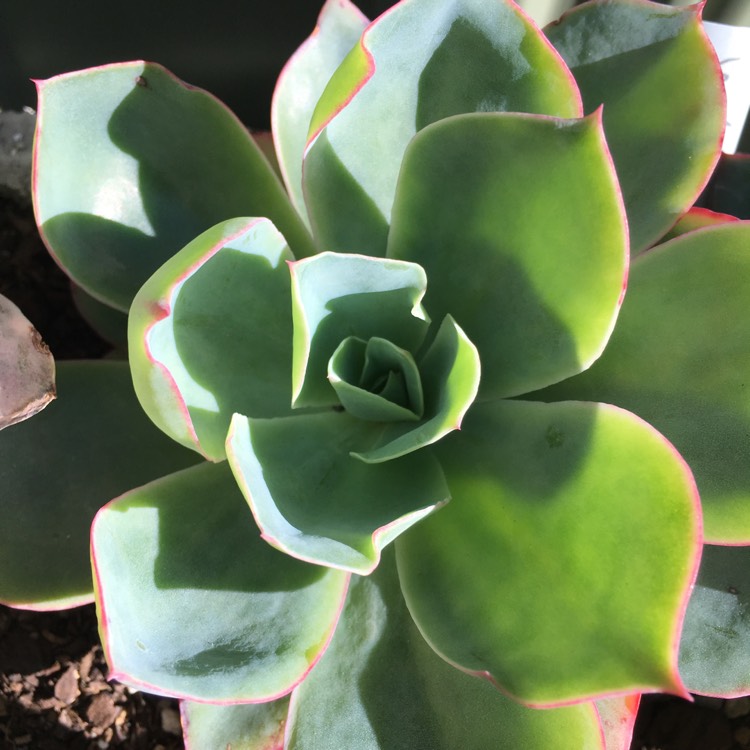 Plant image Echeveria Powder Blue