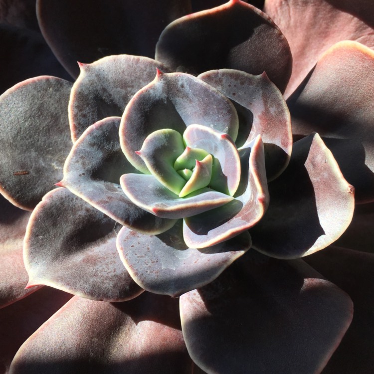 Plant image Echeveria Blue Metal