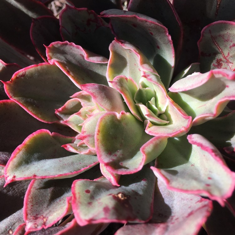 plant image 776351 plant image 776351