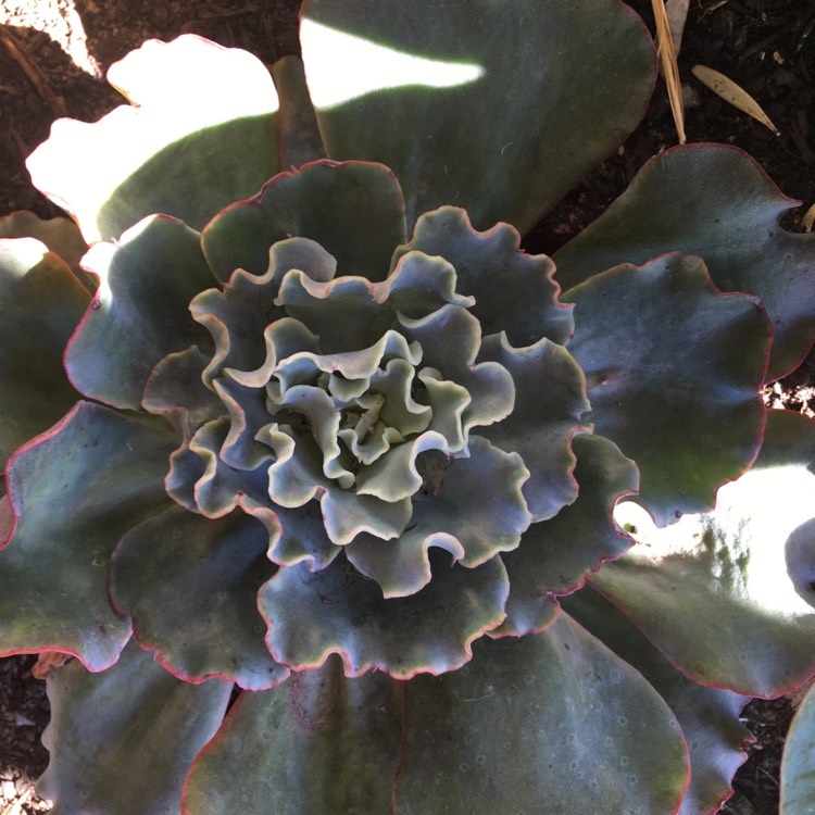 plant image 776361 plant image 776361