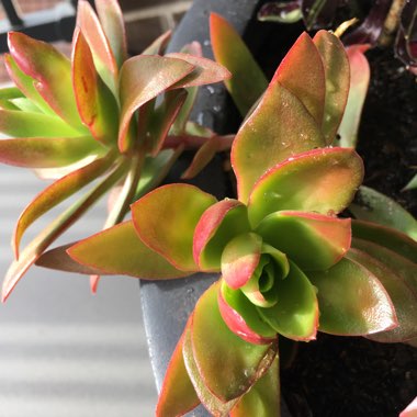 Crassula Coccinea