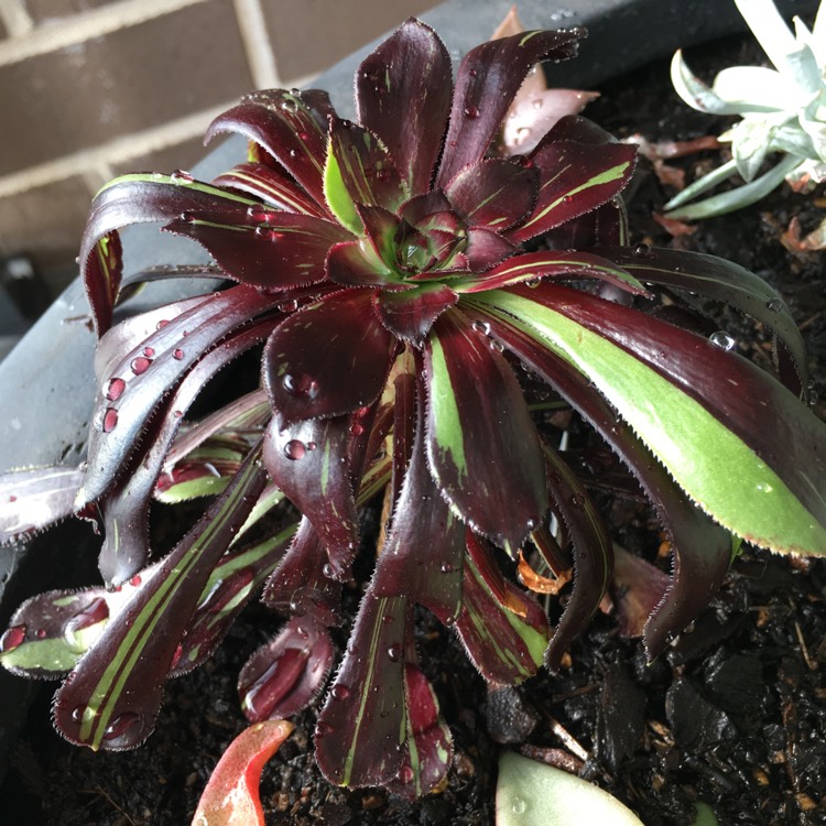 plant image 779241