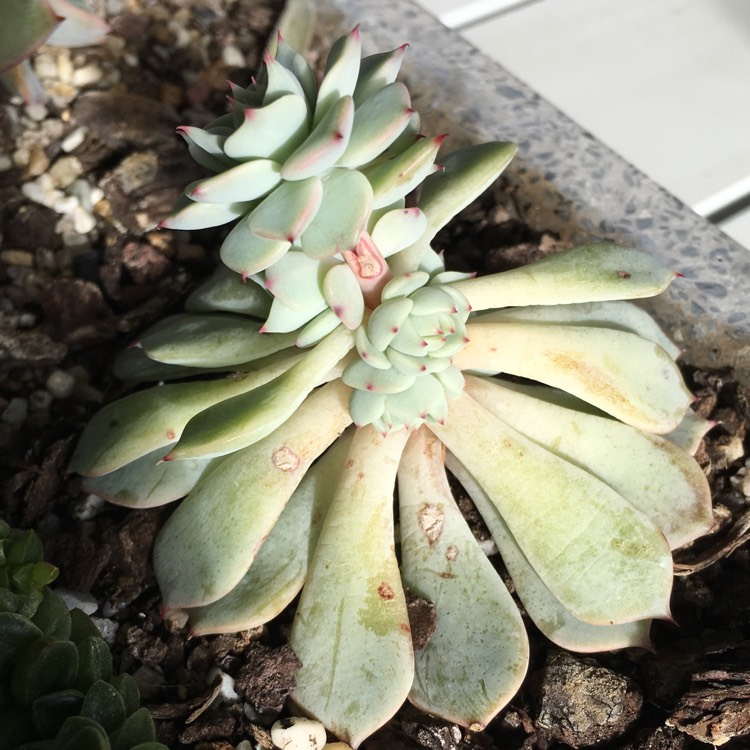 plant image 779242 plant image 779242