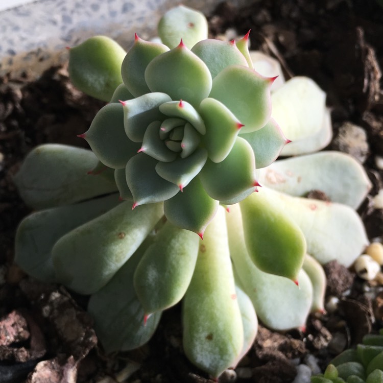 plant image 779244 plant image 779244