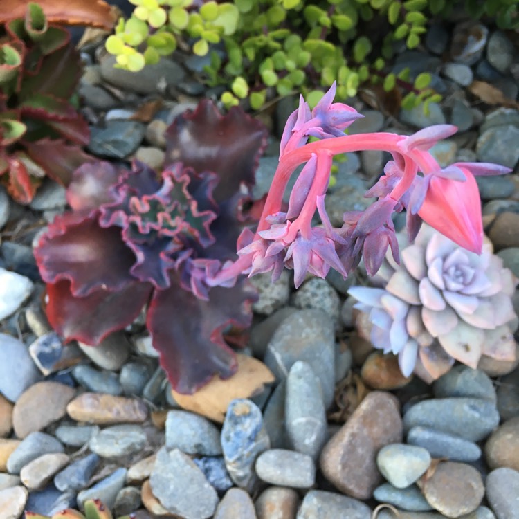 plant image 779506 plant image 779506