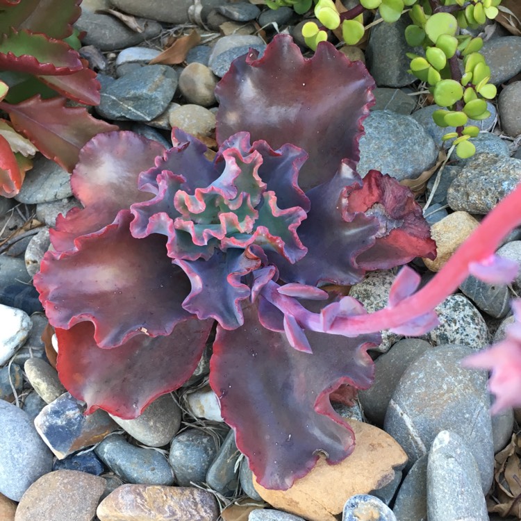 plant image 779507 plant image 779507