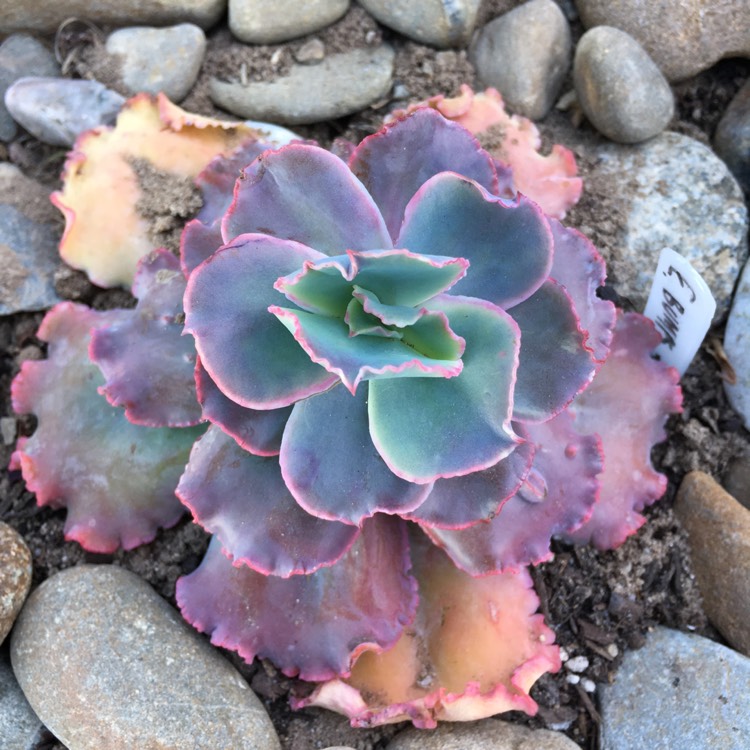 plant image 779509 plant image 779509