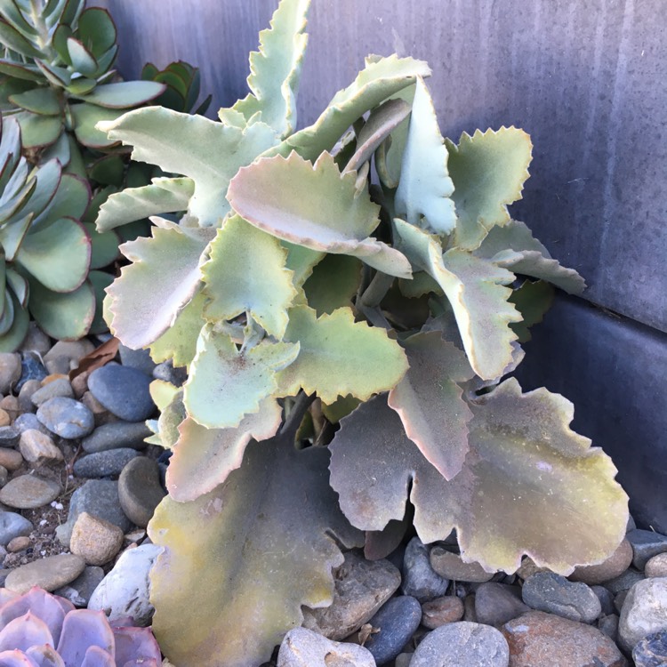 plant image 779516 plant image 779516