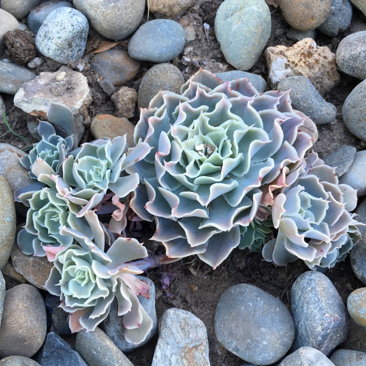 plant image 779519