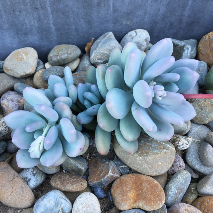 plant image 779523