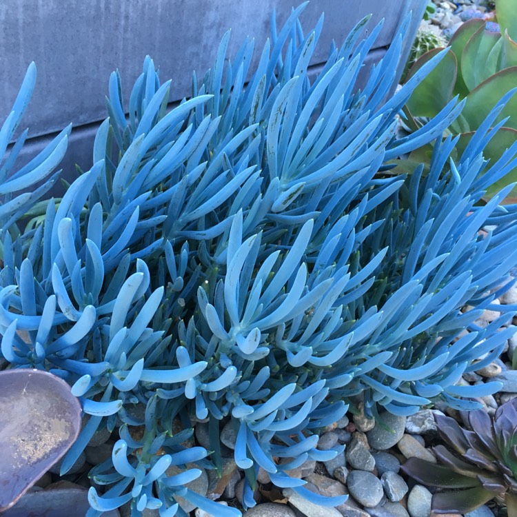 Plant image Senecio mandraliscae