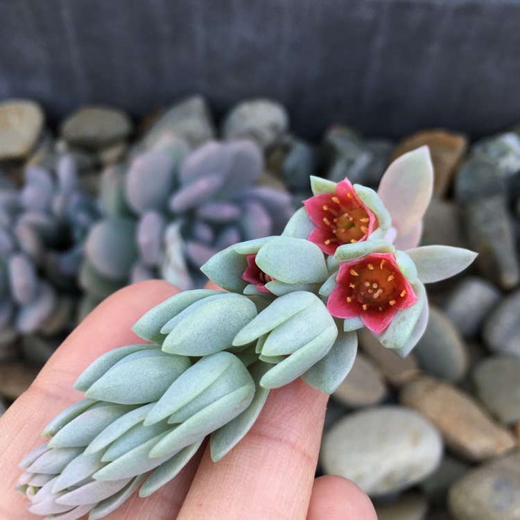 plant image 790898