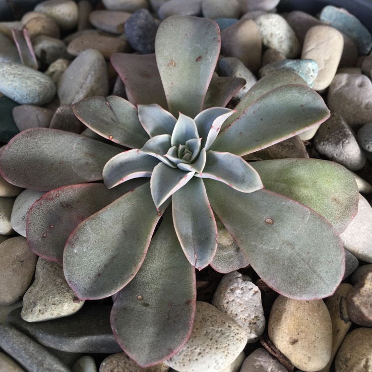 plant image 798022 plant image 798022