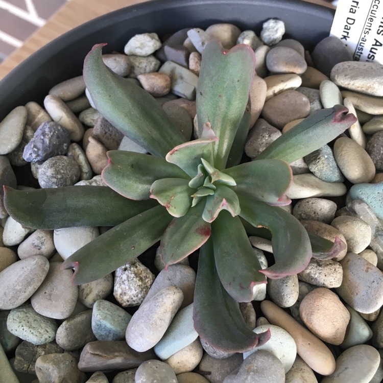 plant image 798023 plant image 798023