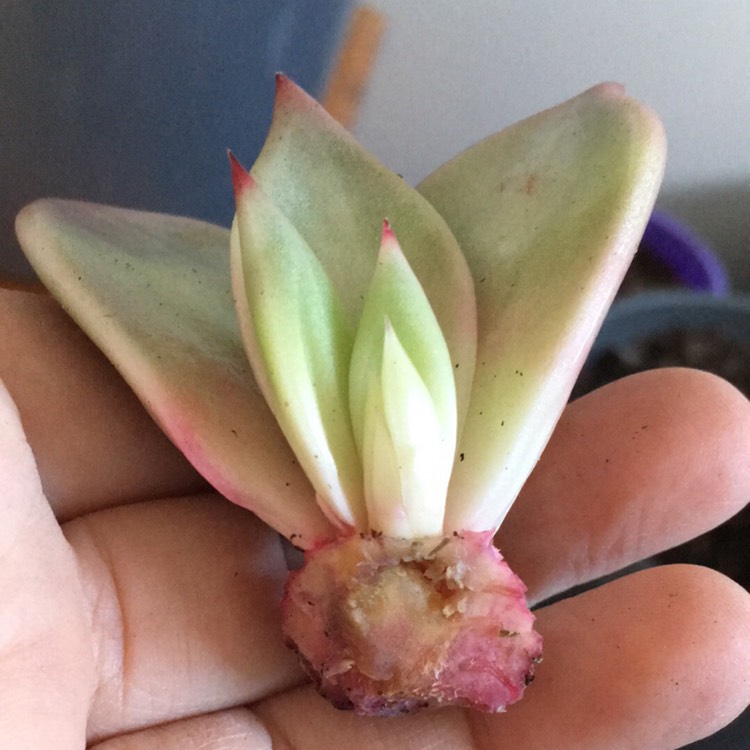 plant image 799731