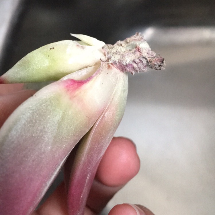 plant image 799733