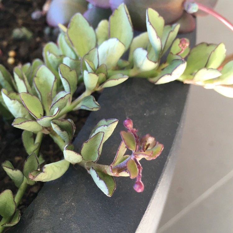 Plant image Kalanchoe Angel Lamp