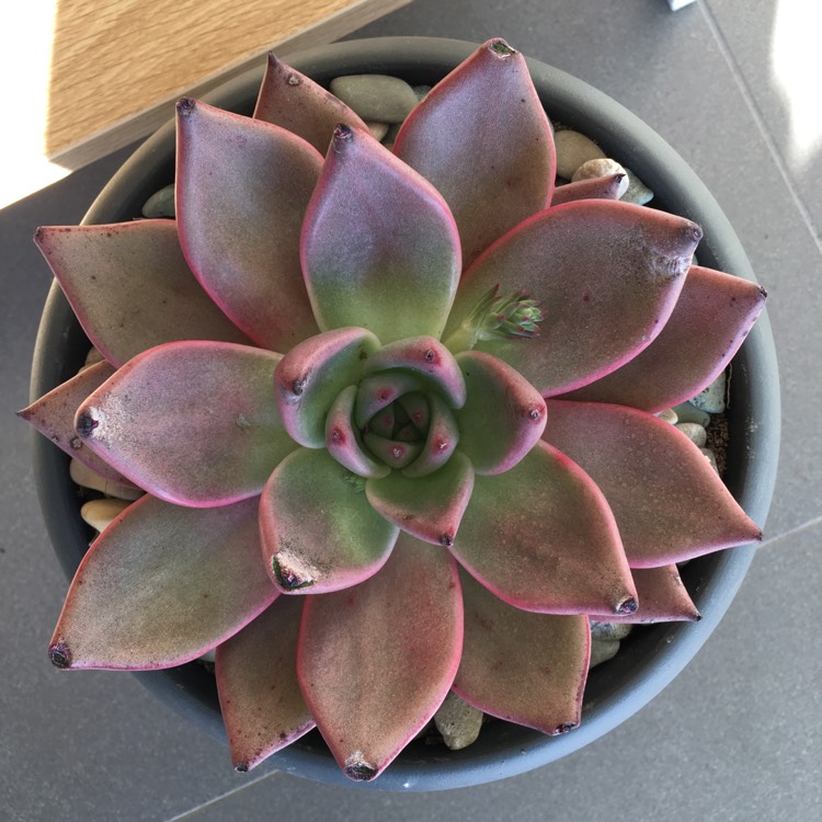 plant image 799823