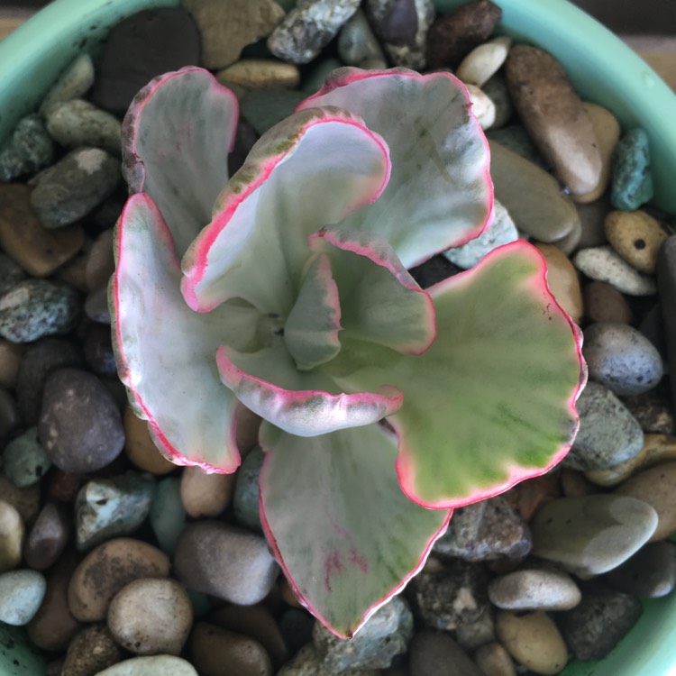 plant image 802435 plant image 802435