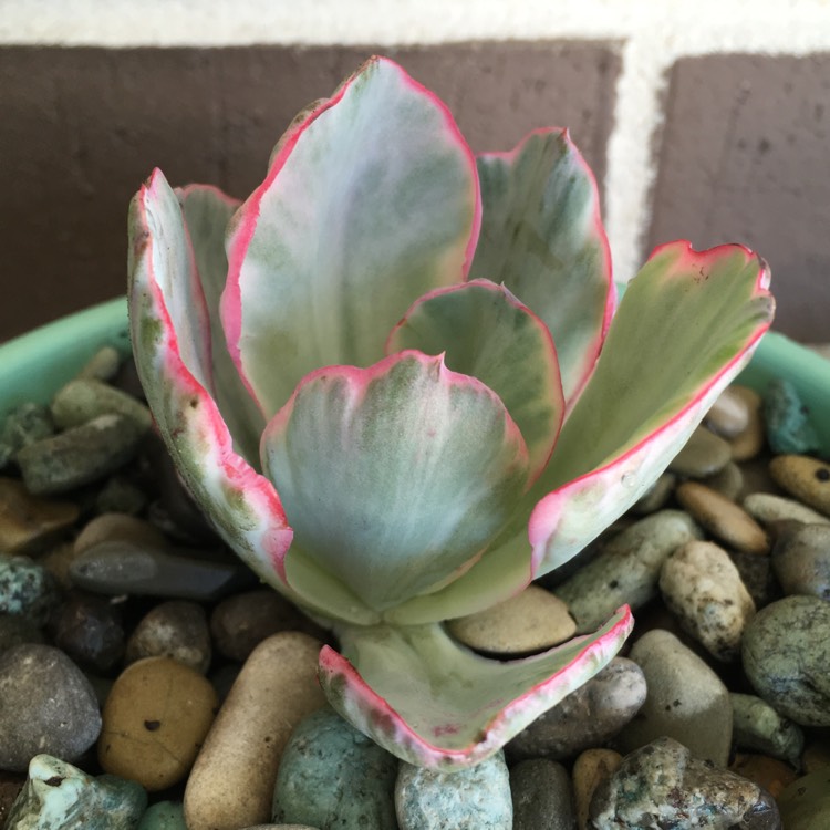 plant image 802436 plant image 802436
