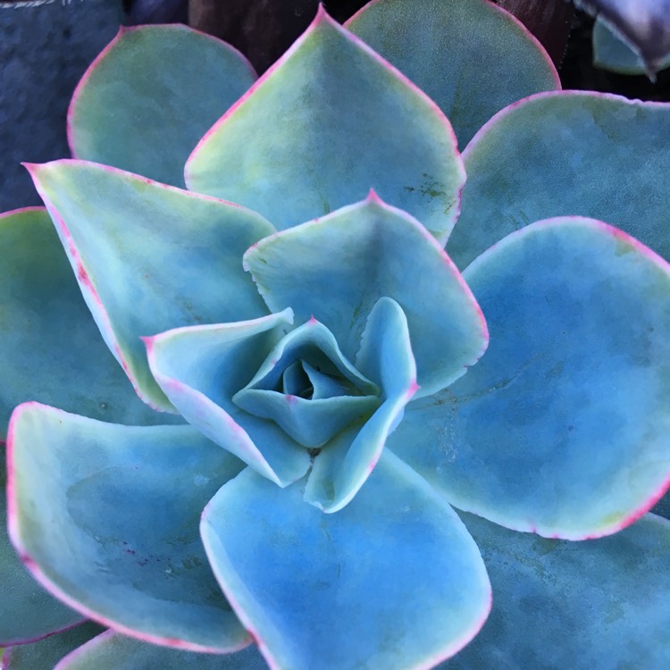 plant image 811841 plant image 811841
