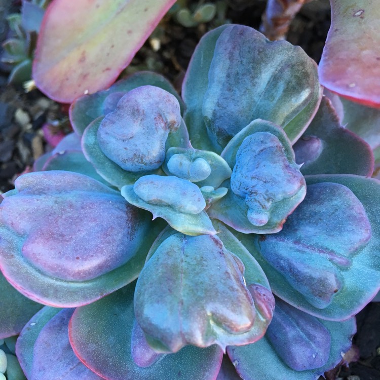 plant image 812094 plant image 812094