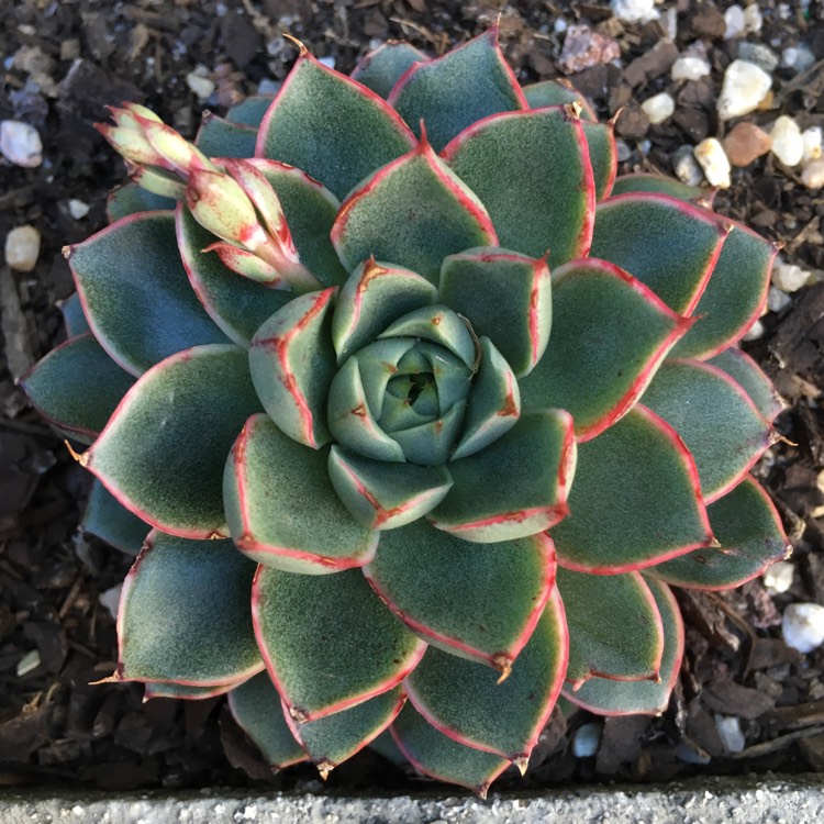 plant image 812100 plant image 812100