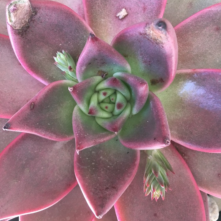 plant image 814850